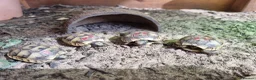 Tortoise reptiles for sale: Mediterranean spur thigh tortoises - hatchlings  - Advert 2