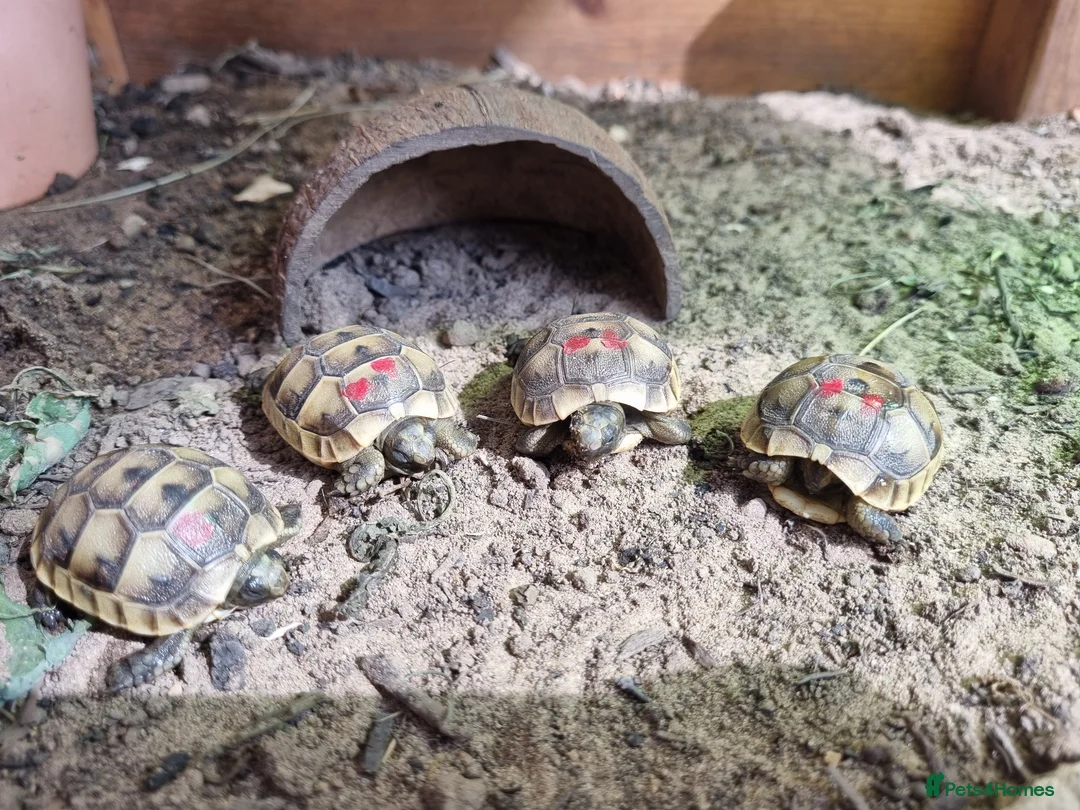 Tortoise reptiles for sale: Mediterranean spur thigh tortoises - hatchlings  - Advert 2
