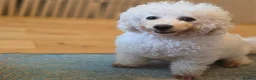Bichon Frise dogs for sale: Bichon Frisé  - Advert 7