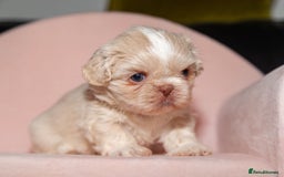 Shih Tzu dogs for sale: Stunning imperial Shih Tzu pups ready now - Image 10