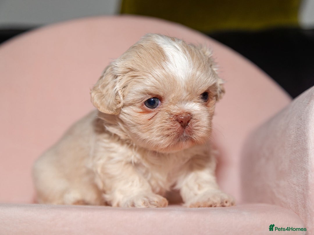 Shih Tzu dogs for sale: Stunning imperial Shih Tzu pups ready now - Image 10