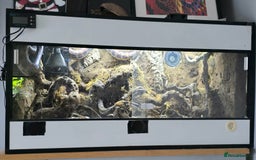 Snake reptiles for sale: Female Rainbow boa - Image 5
