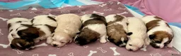 Mixed Breed dogs for sale: La chon  - Advert 16