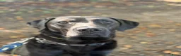 Labrador Retriever dogs for adoption: Bruno - Advert 1