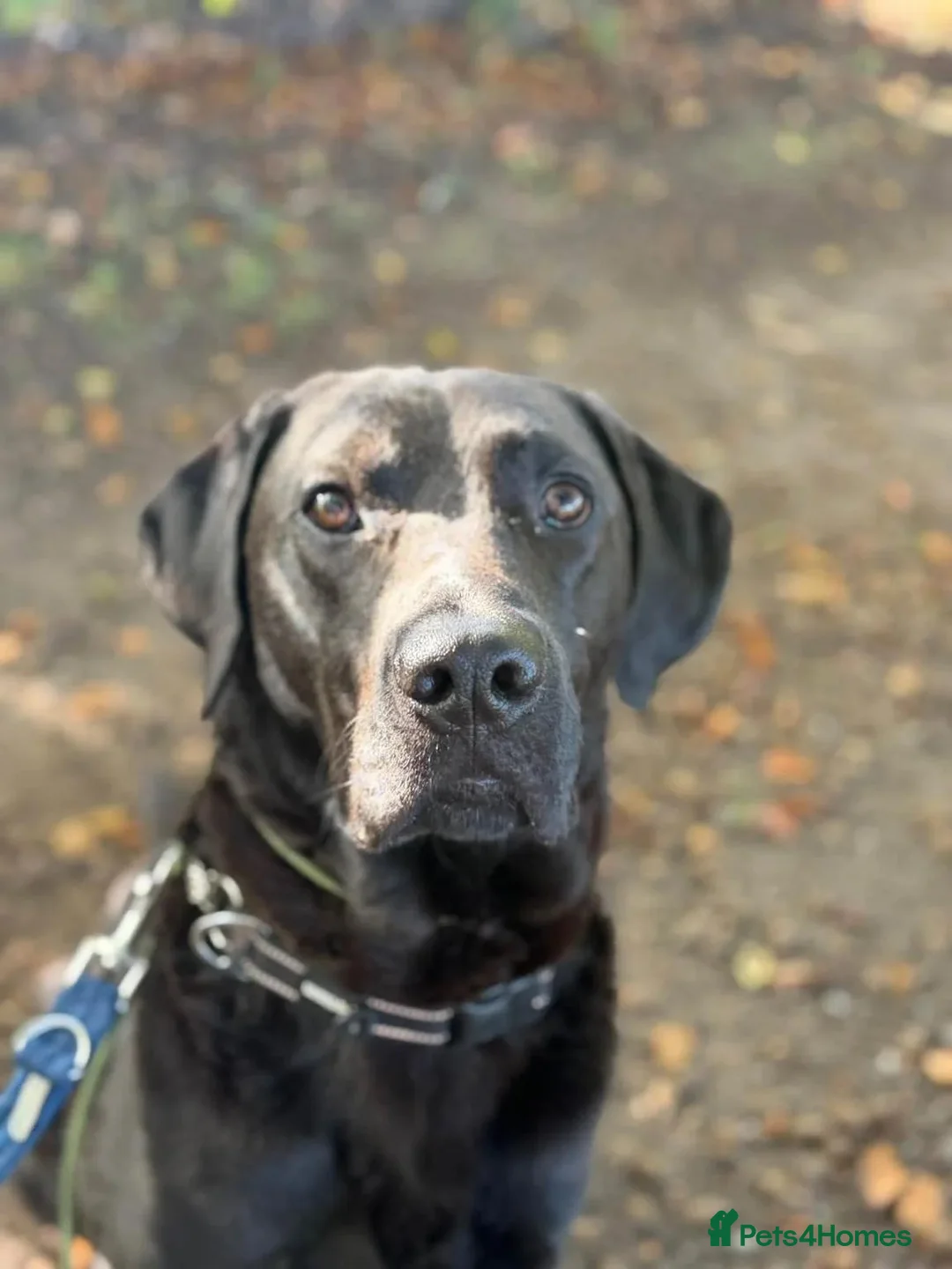 Labrador Retriever dogs for adoption: Bruno - Advert 1