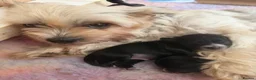 Mixed Breed dogs for sale: 2 males left - Advert 4