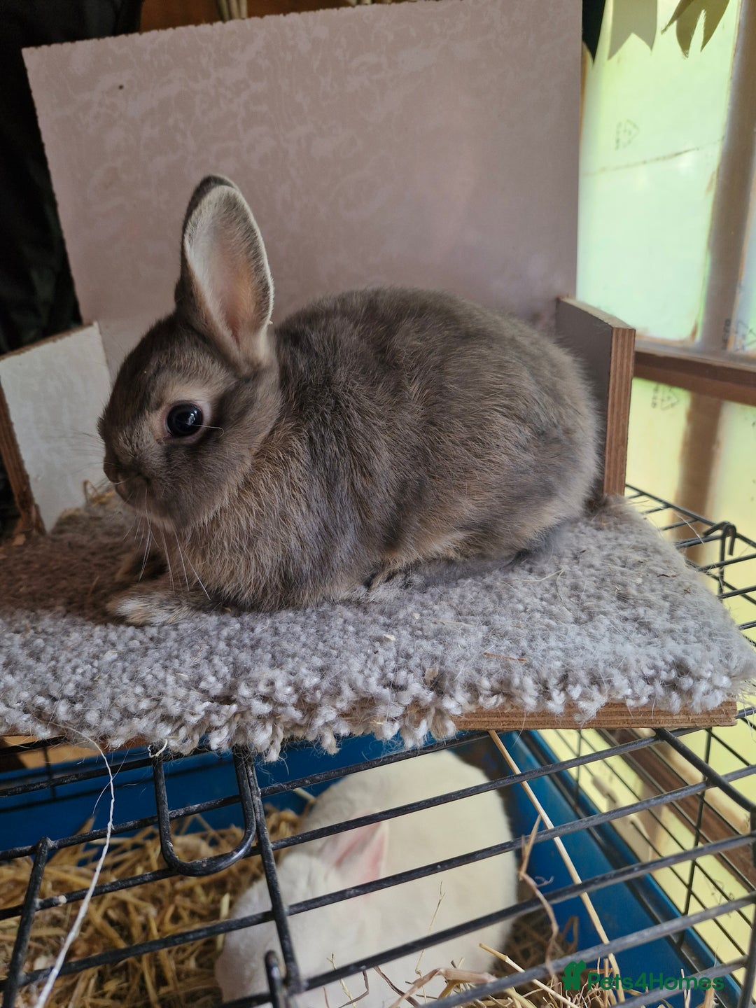 Netherland Dwarf rabbits for sale: 2 very friendly netherland dwarf boys available 🩵 - Image 2