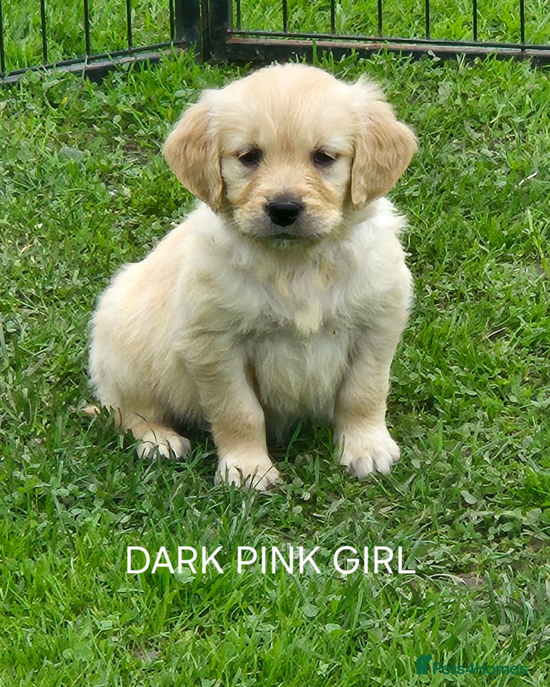 Golden Retriever dogs for sale: KC GOLDEN RETRIEVER PUPPIES  - Image 12