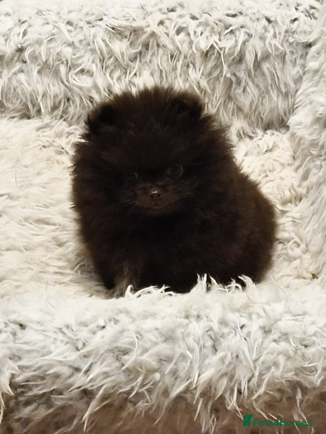 Pomeranian dogs for sale: Stunningly beautiful Pomeranian babies - Advert 28