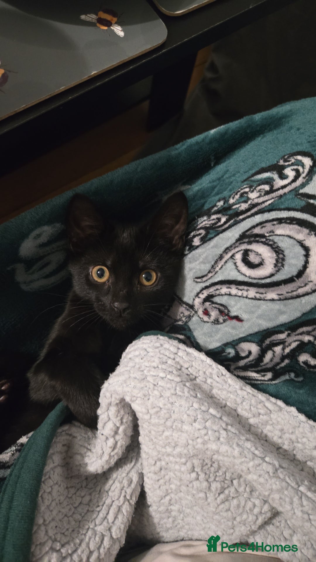 British Shorthair cats for sale: 3 adorable kittens available - Advert 1