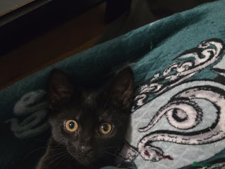 British Shorthair cats 3 adorable kittens available - Advert 1