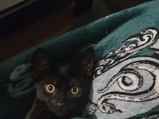 British Shorthair cats Stunning Black&White British Shorthair Male Kitten - Advert 4