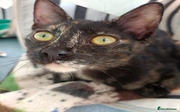 Siamese cats for adoption: Siamese cross and Tortoiseshell sister - Image 14