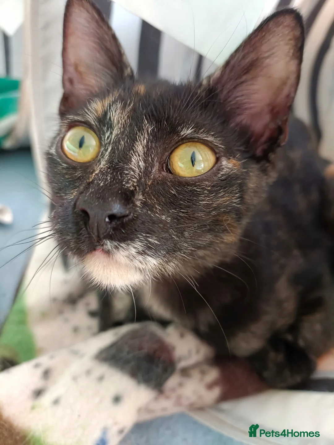 Siamese cats for adoption: RESERVED Siamese cross and Tortoiseshell sisters - Advert 16