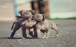 Whippet dogs for sale: 2 kc reg whippets - Image 2
