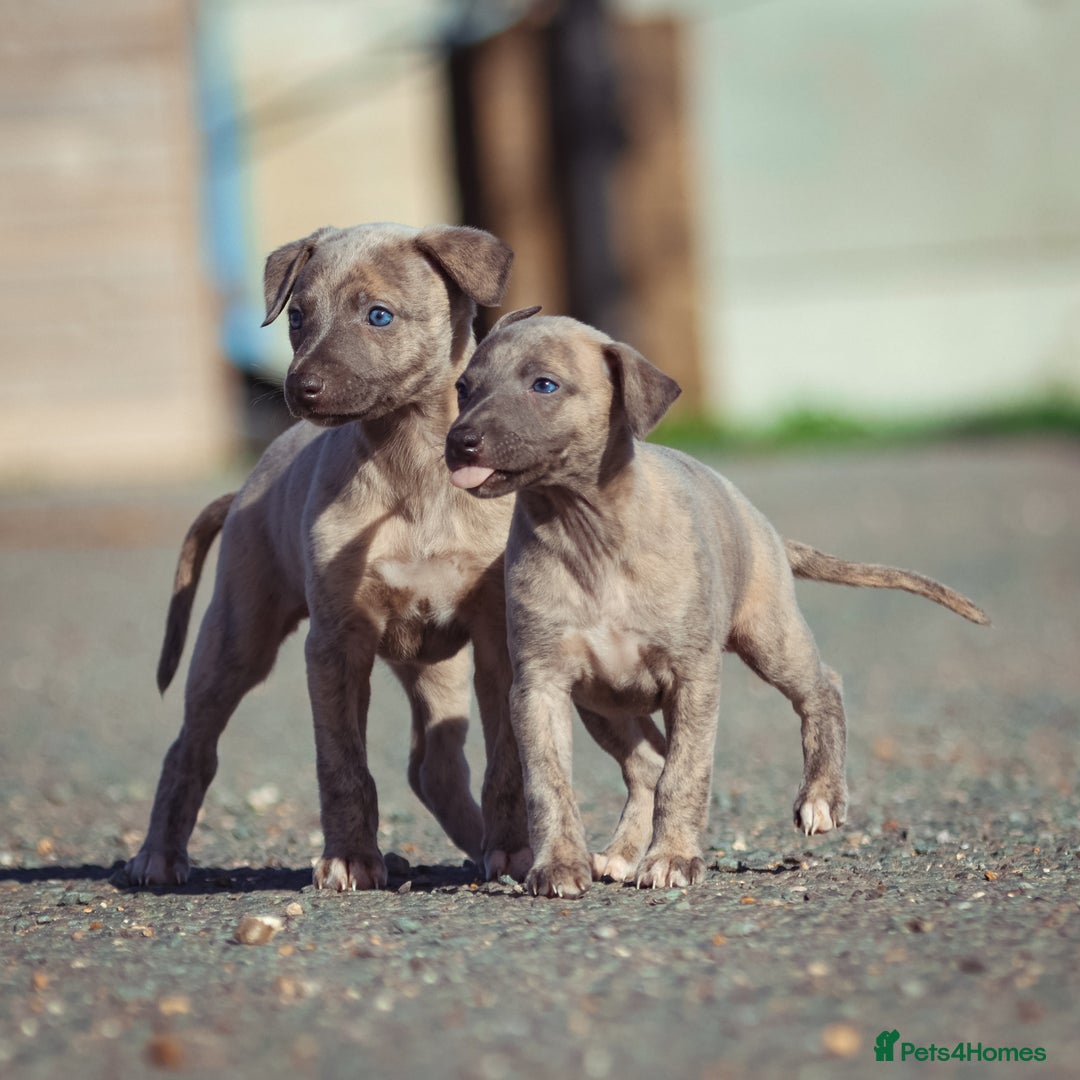 Whippet dogs for sale: 2 kc reg whippets - Image 2