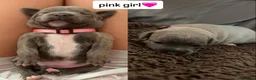 Staffordshire Bull Terrier dogs for sale: Six beautiful blue/brindle staffy puppies. - Advert 10