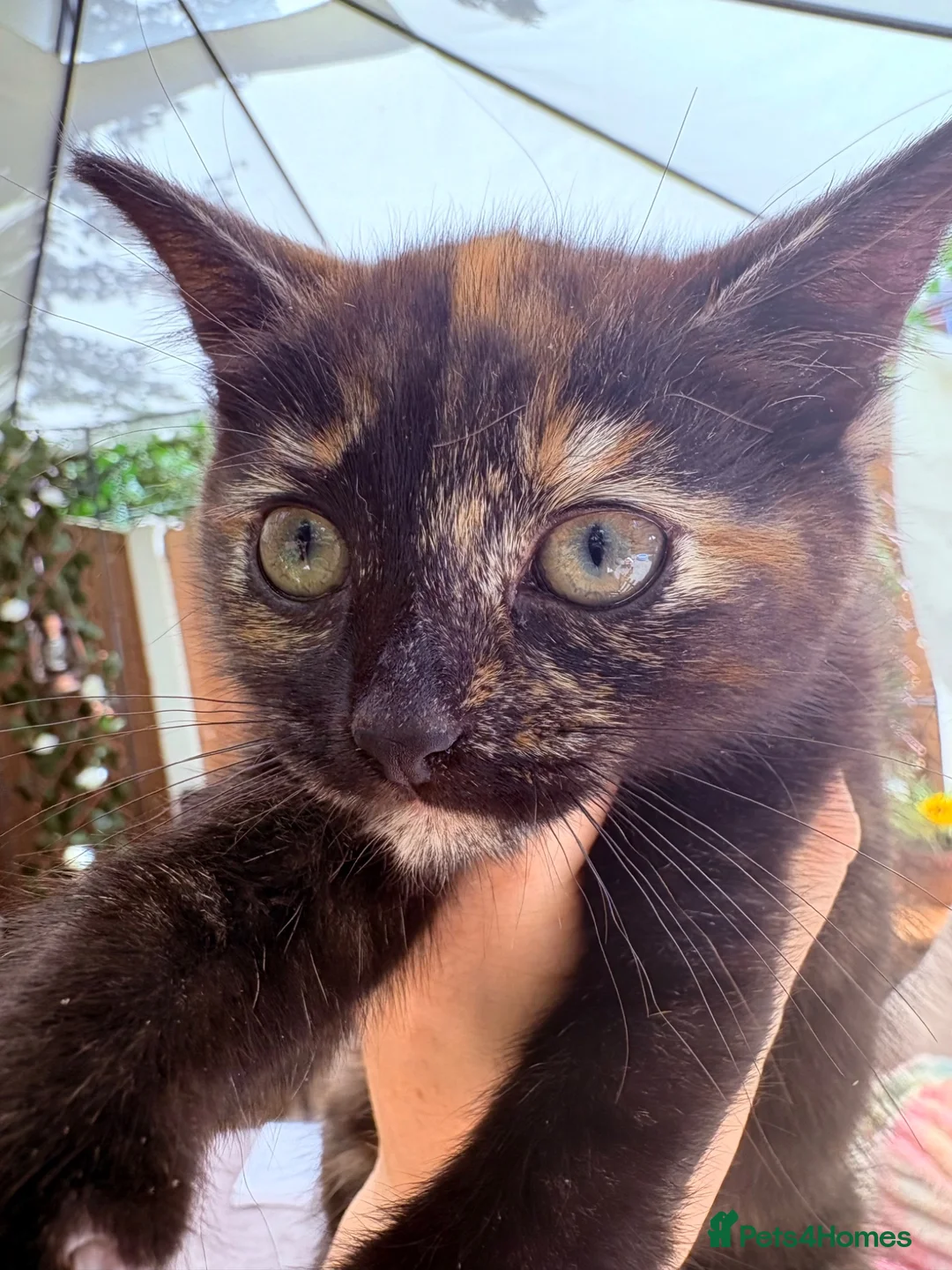 Mixed Breed cats for sale: READY NOW Bengal x kittens  - Advert 23