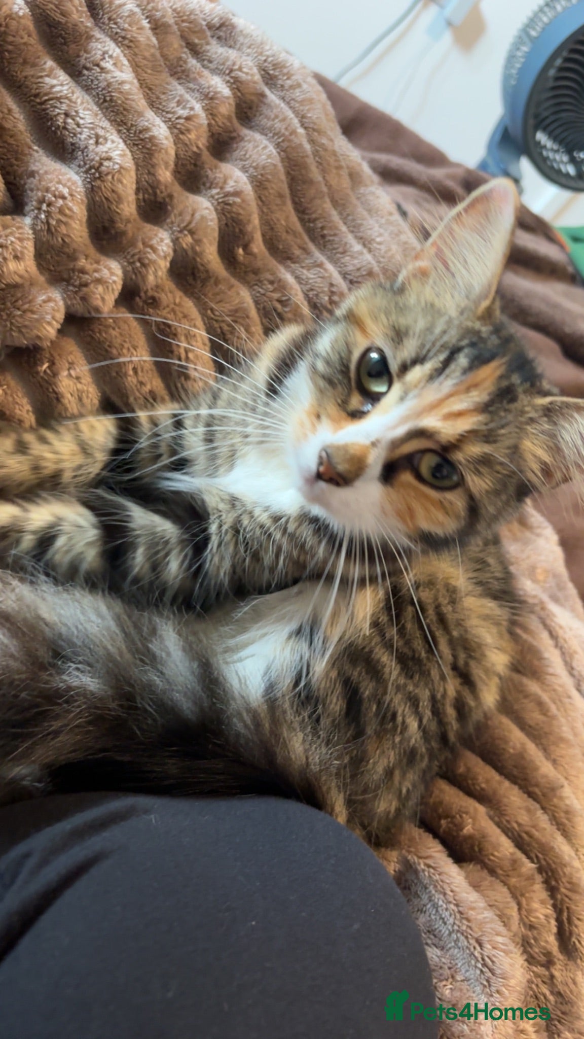 Mixed Breed cats Gorgeous Mixed breed fluffy kittens  - Advert 2