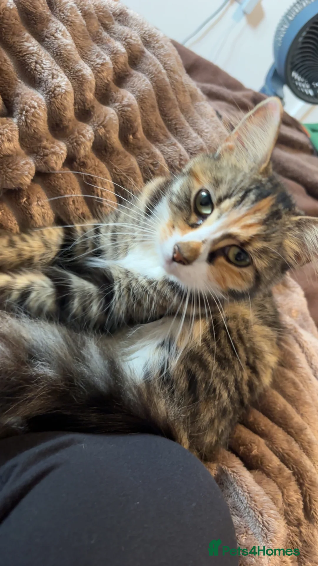 Mixed Breed cats for sale: Gorgeous Mixed breed fluffy kittens  - Advert 1