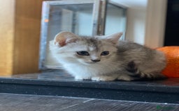 Mixed Breed cats for sale: Mixed breed silver tabby boys/ tabby & white girl - Image 9