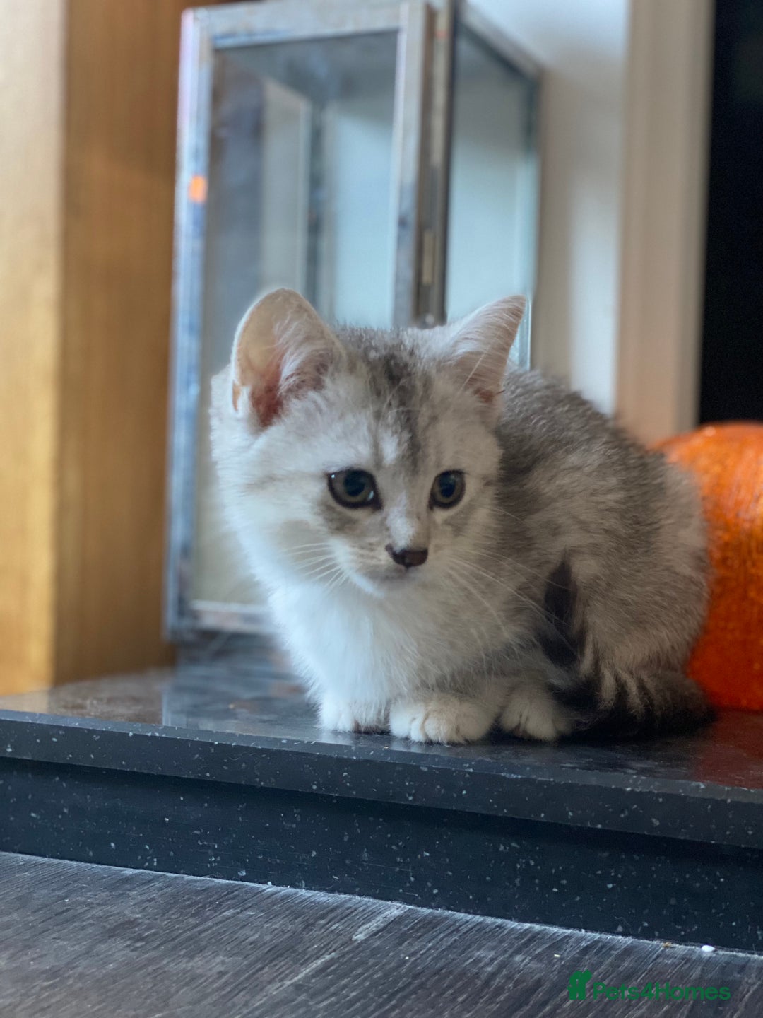 Mixed Breed cats for sale: Mixed breed silver tabby boys/ tabby & white girl - Image 9