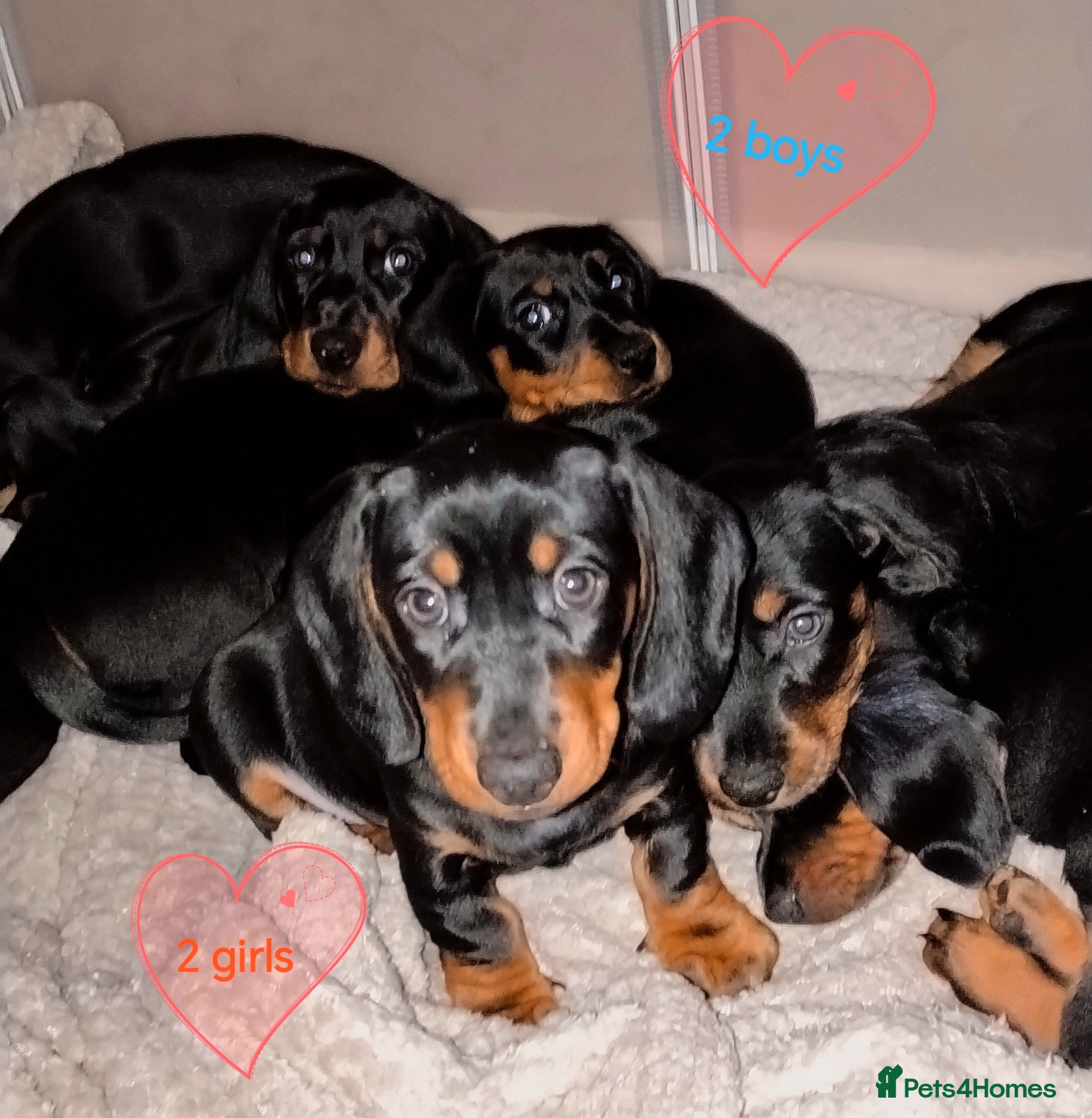 Dachshund dogs  Dachshund Puppy Male  - Advert 21