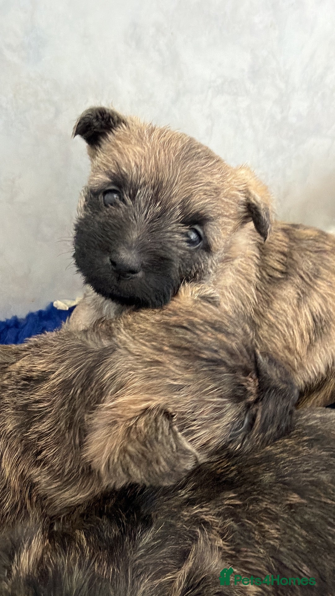 Cairn Terrier dogs Beautiful cairn terrier puppies  - Advert 8