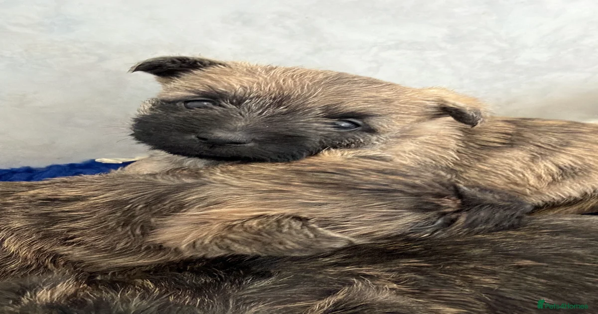 Cairn terrier puppies Puppies for sale | Pets4Homes