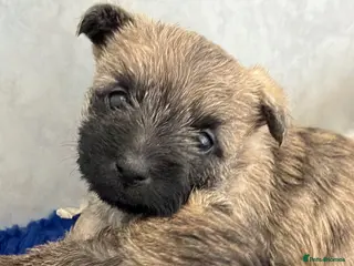 Cairn Terrier dogs Beautiful cairn terrier puppies - Advert 8