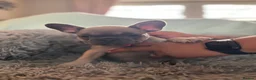 French Bulldog dogs for sale: Meet Our Gorgeous Frenchie Babies! - Advert 4