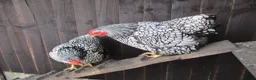 Hens poultry for sale: Hatching eggs  Silver Laced Wyandotte Bantams - Advert 3