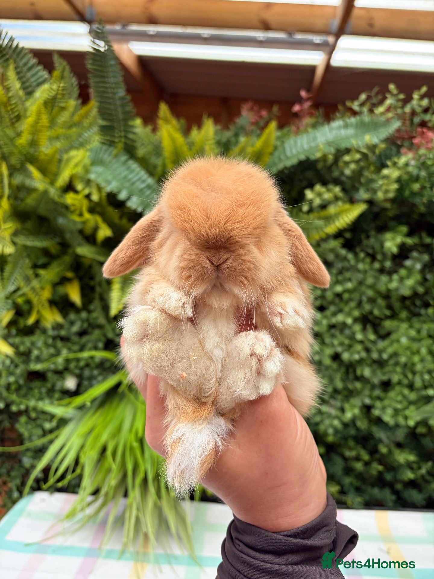 Mini Lop rabbits Mini Lops - Advert 5