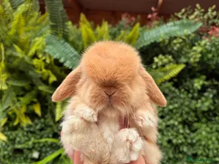 Mini Lop rabbits Mini Lops - Advert 5