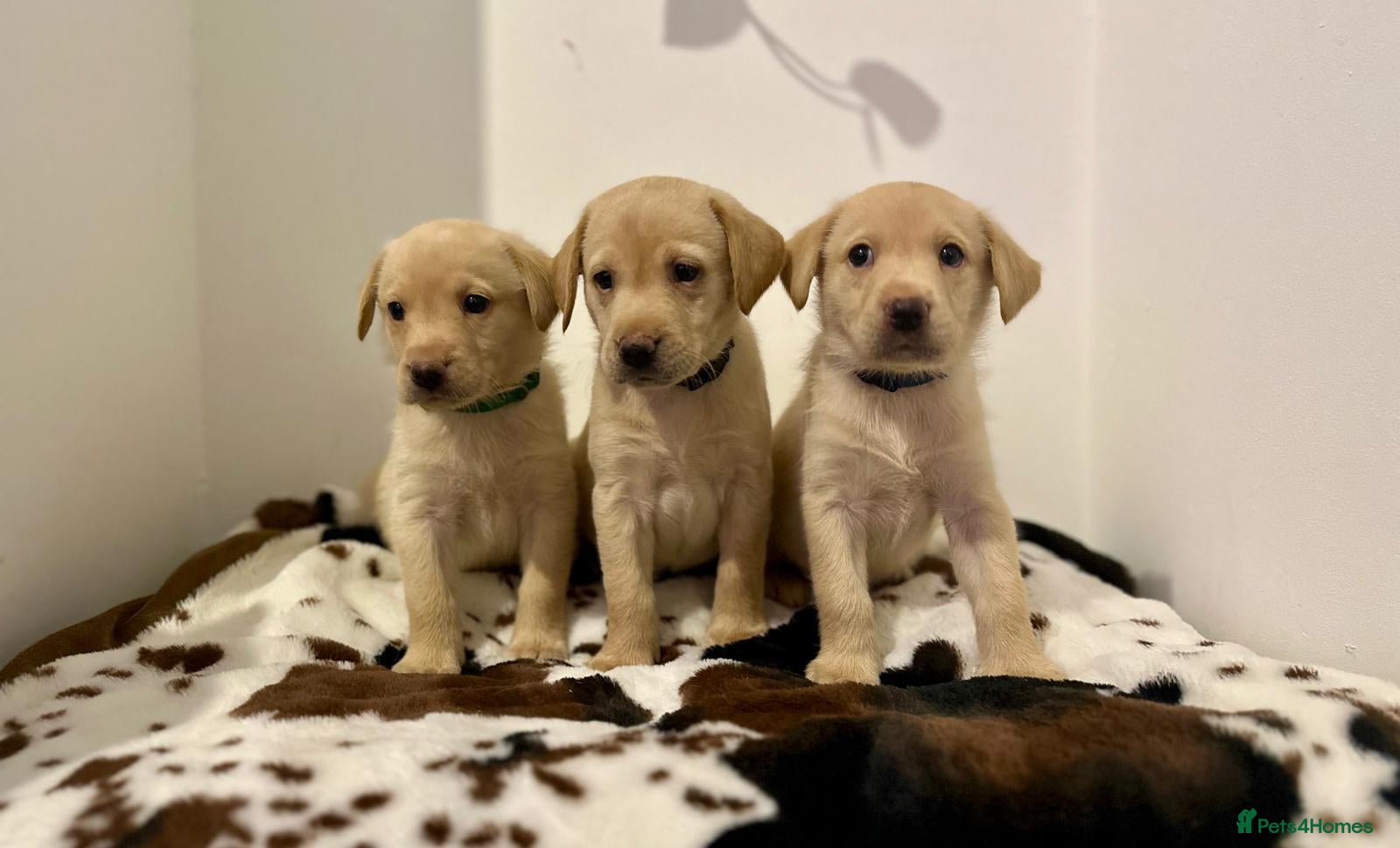Labrador Retriever dogs for sale: ELITE FEILD TRAIL CHAMP 🏆 KC HEALTH TESTED PUPS - Advert 1