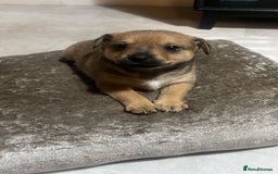 Mixed Breed dogs for sale: Jack Russel x Chow Chow Mix Puppies for Sale  - Image 18
