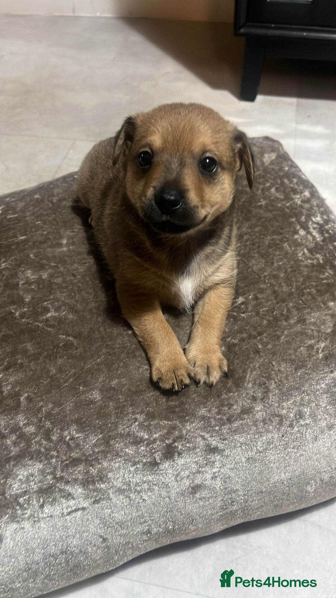 Mixed Breed dogs for sale: Jack Russel x Chow Chow Mix Puppies for Sale  - Image 18