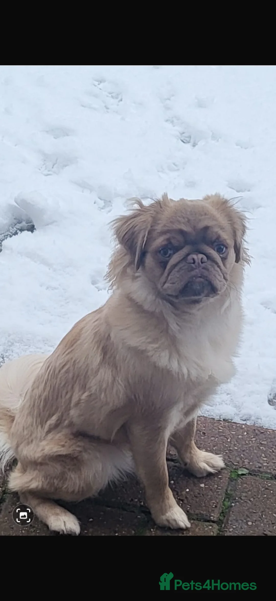 Pug dogs for sale: pug puppies  - Advert 1