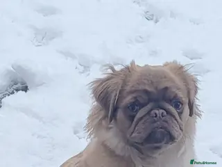 Pug dogs pug puppies - Advert 2