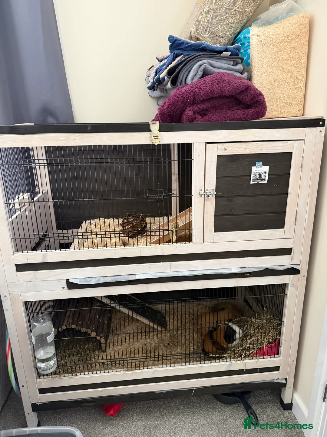 Guinea Pig rodents for sale: 2 male baby guinea pigs - Advert 2