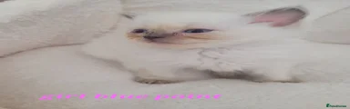 Ragdoll 5