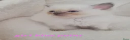 Ragdoll cats for sale: 5 Ragdoll kittens available 27/7/26 - Advert 10