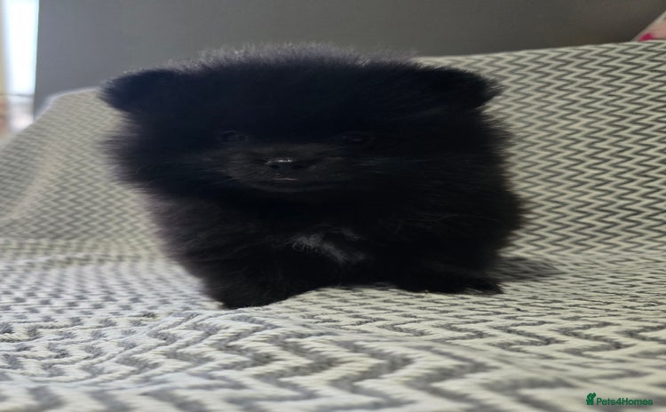 Pomeranian dogs LastBeautiful black boy chunky teddy bear muzzle☺️ - Advert 1