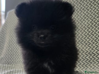 Pomeranian dogs LastBeautiful black boy chunky teddy bear muzzle☺️ - Advert 5