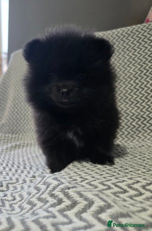 Pomeranian dogs LastBeautiful black boy chunky teddy bear muzzle☺️ - Advert 1