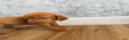 Hungarian Vizsla dogs for sale: Short haired Hungarian Viszla - Advert 18