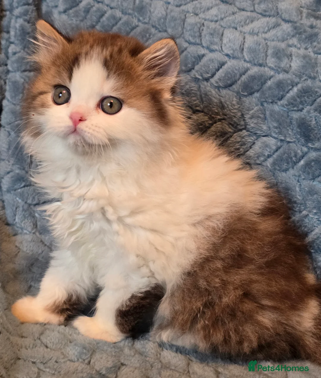 British Shorthair cats for sale: TICA registered British shorthair kittens - Advert 6