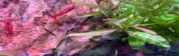 Shrimps fish for sale: Red cherry shrimp/ blue dream shrimp/ plecos - Advert 6