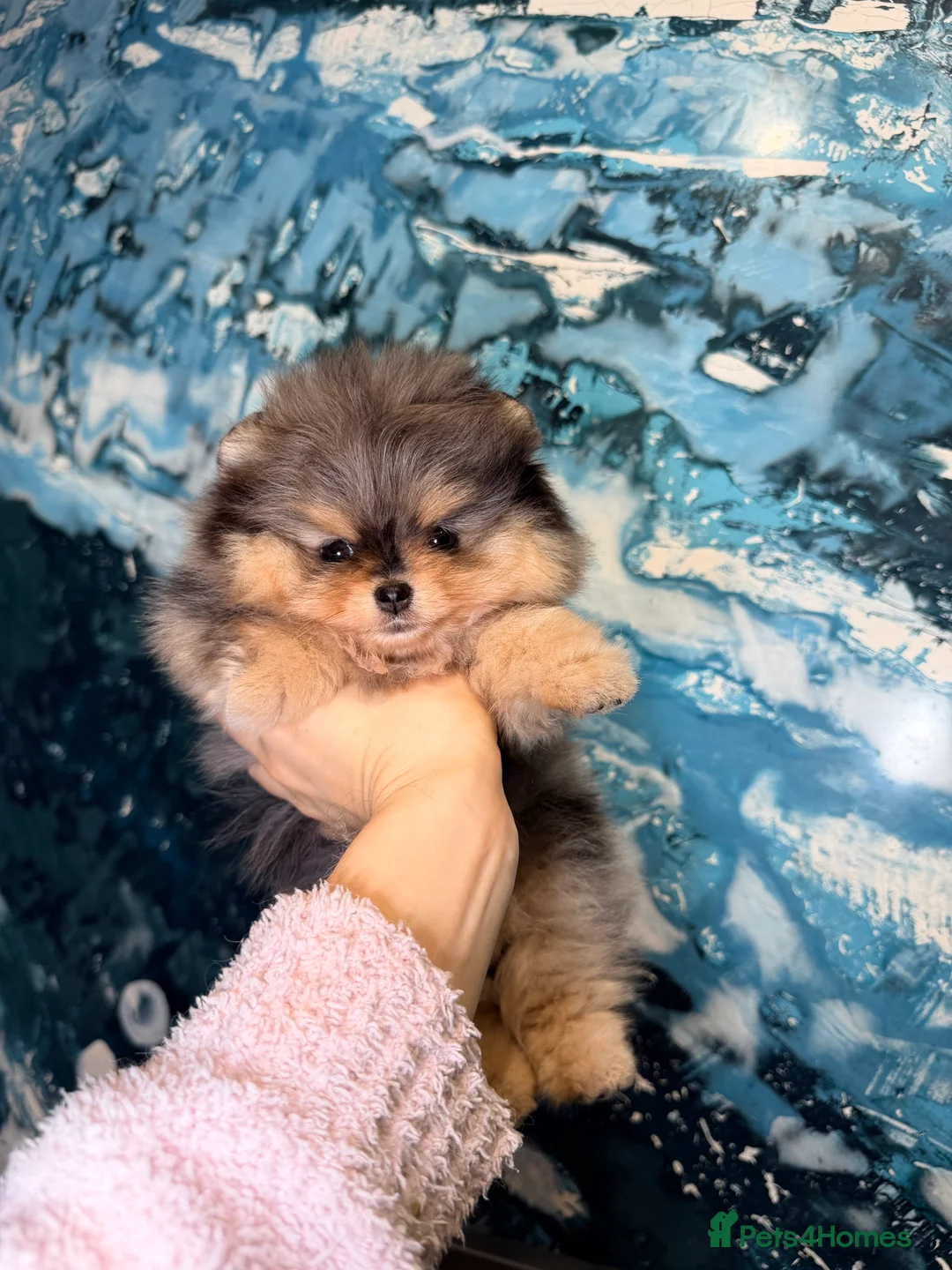 Pomeranian dogs for sale: Beautiful Pomeranian Girl - Advert 2