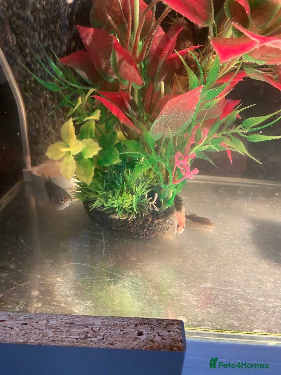 Other/Mixed Breed fish for sale: Male Map Turtle & 12 Fish with full setup - Image 8